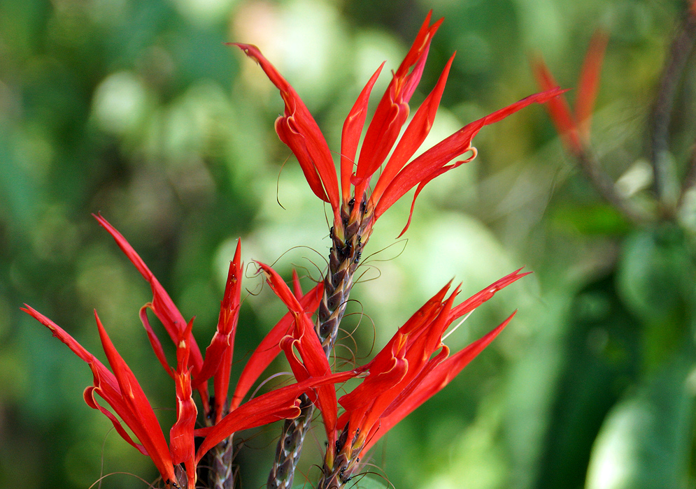 Orange-red Aphelandra flowers protruding from inflorescence under bright sunlight