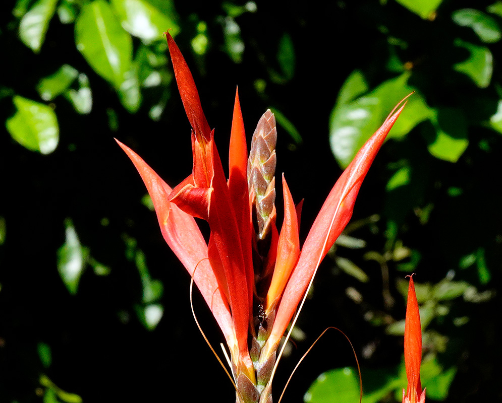 Close-up of a vivid orange-red Aphelandra scabra flower spike with pointed bracts and narrow petals against a dark leafy background