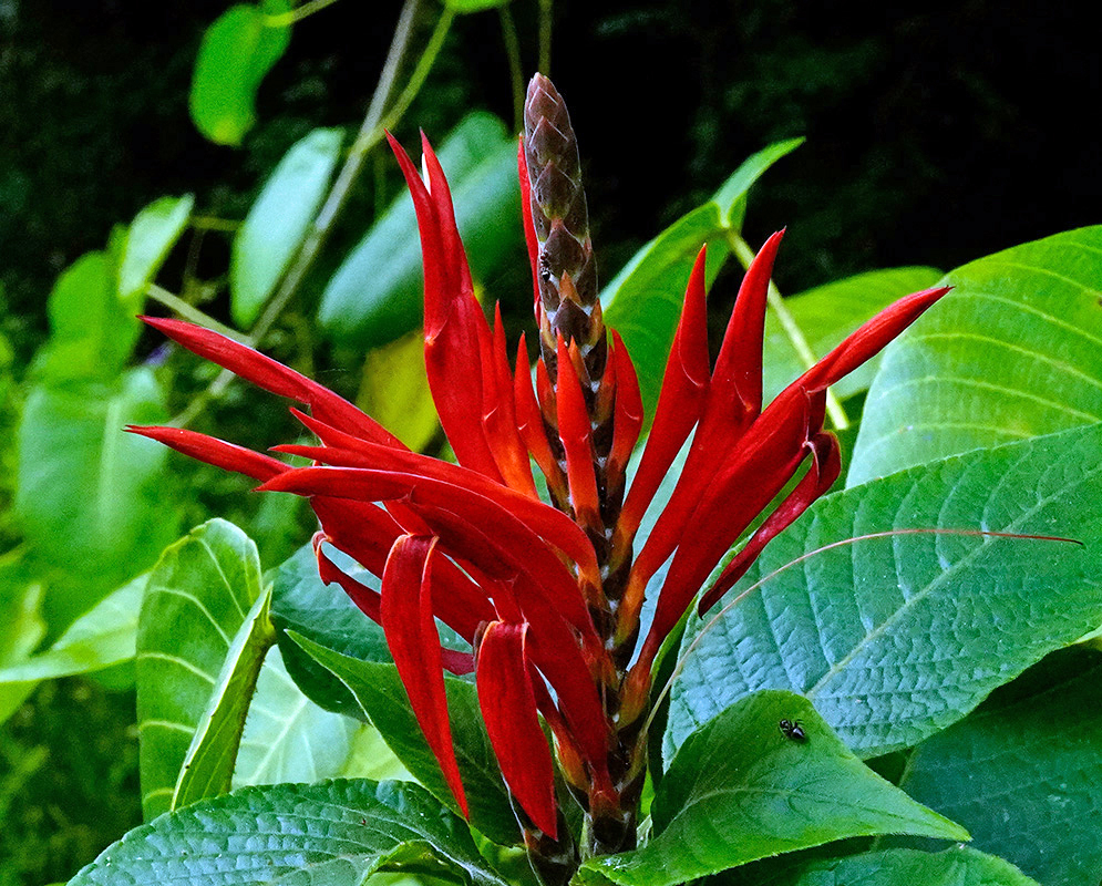 Vivid red Aphelandra scabra flowers extending from a tall, cone-shaped spike surrounded by broad green leaves in a tropical environment