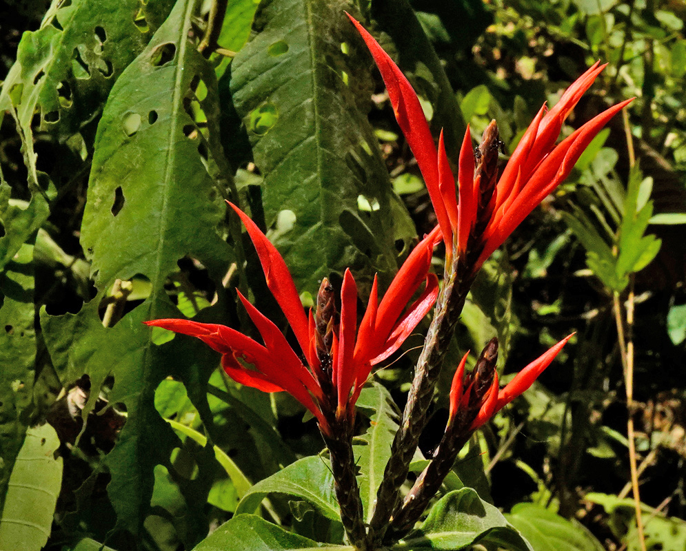 Cluster of bright red Aphelandra scabra flowers emerging from upright spikes with tropical foliage in the background