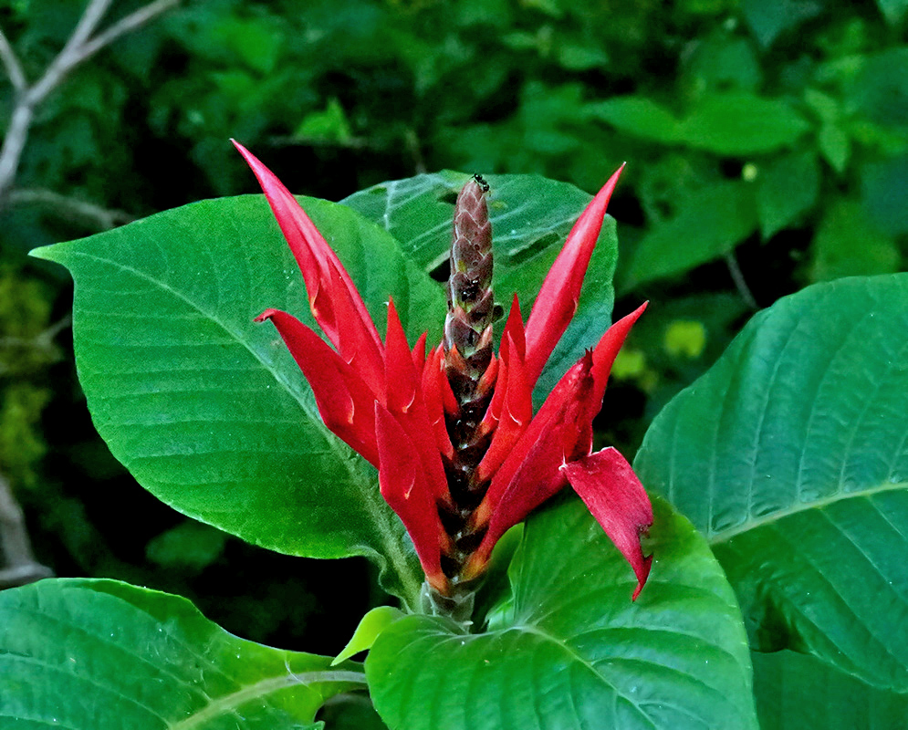 Bright red Aphelandra scabra flower spike emerging from large green leaves in a lush tropical forest setting