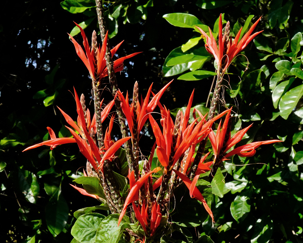 Dark range red-flowers protruding from an Aphelandra scabra inflorescences 