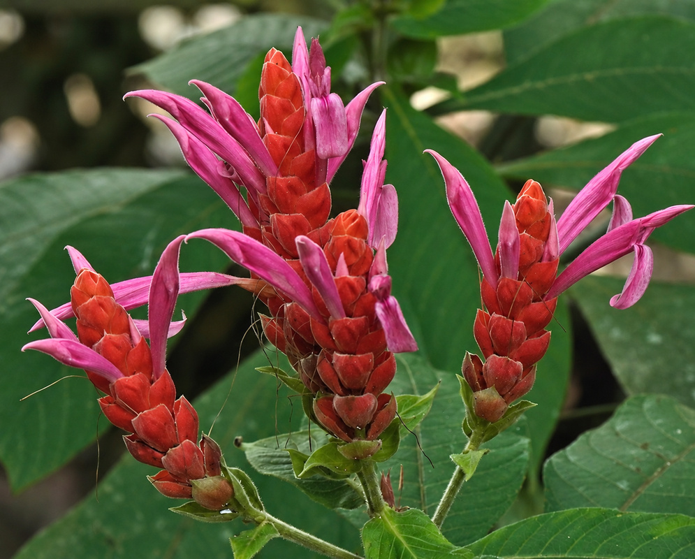 Aphelandra sinclairiana has pink tubular flowers emerging from upright spikes of orange-red bracts