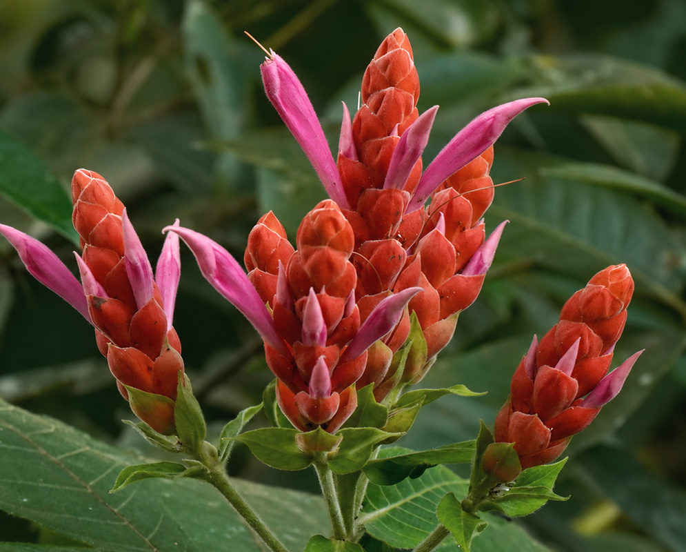 Aphelandra sinclairiana Orange Bract Flower Spikes Aphelandra sinclairiana carries several pointed orange bract spikes with curved pink flowers among green leaves