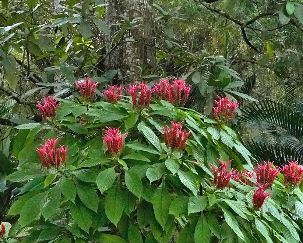 Aphelandra sinclairiana Shrub with Flower Clusters Aphelandra sinclairiana forms a leafy shrub covered with clusters of pink flowers and orange-red bracts