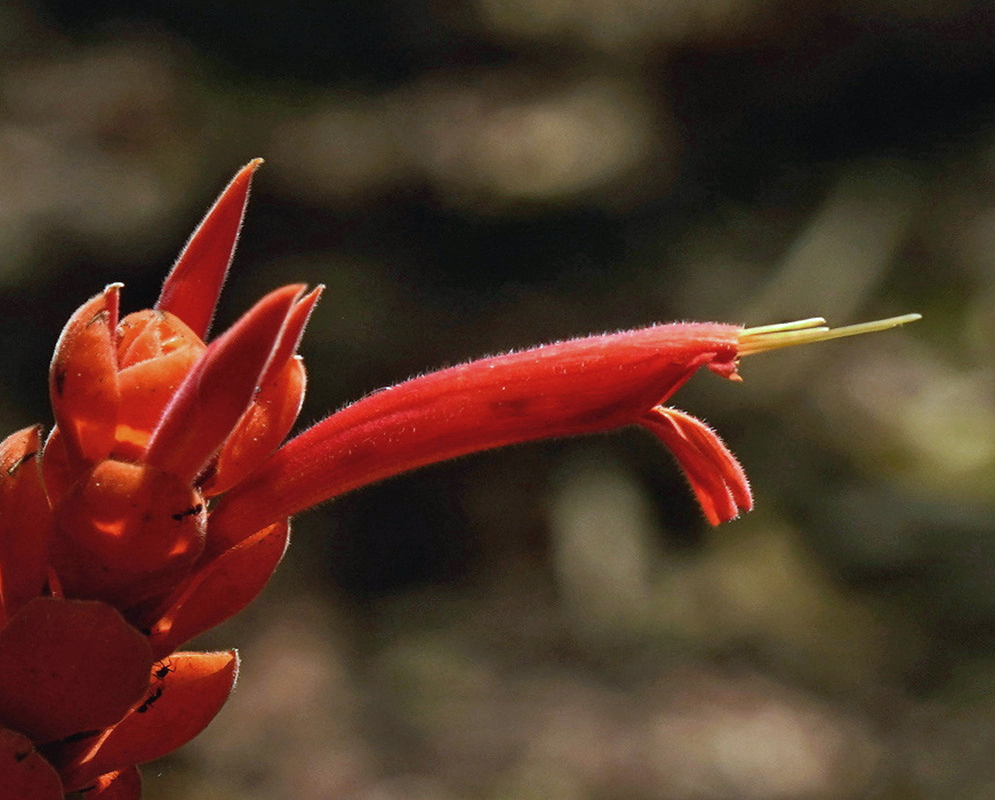 Aphelandra sinclairiana Single Red Tubular Flower Aphelandra sinclairiana has a long red tubular flower projecting sideways from an orange-red bract spike