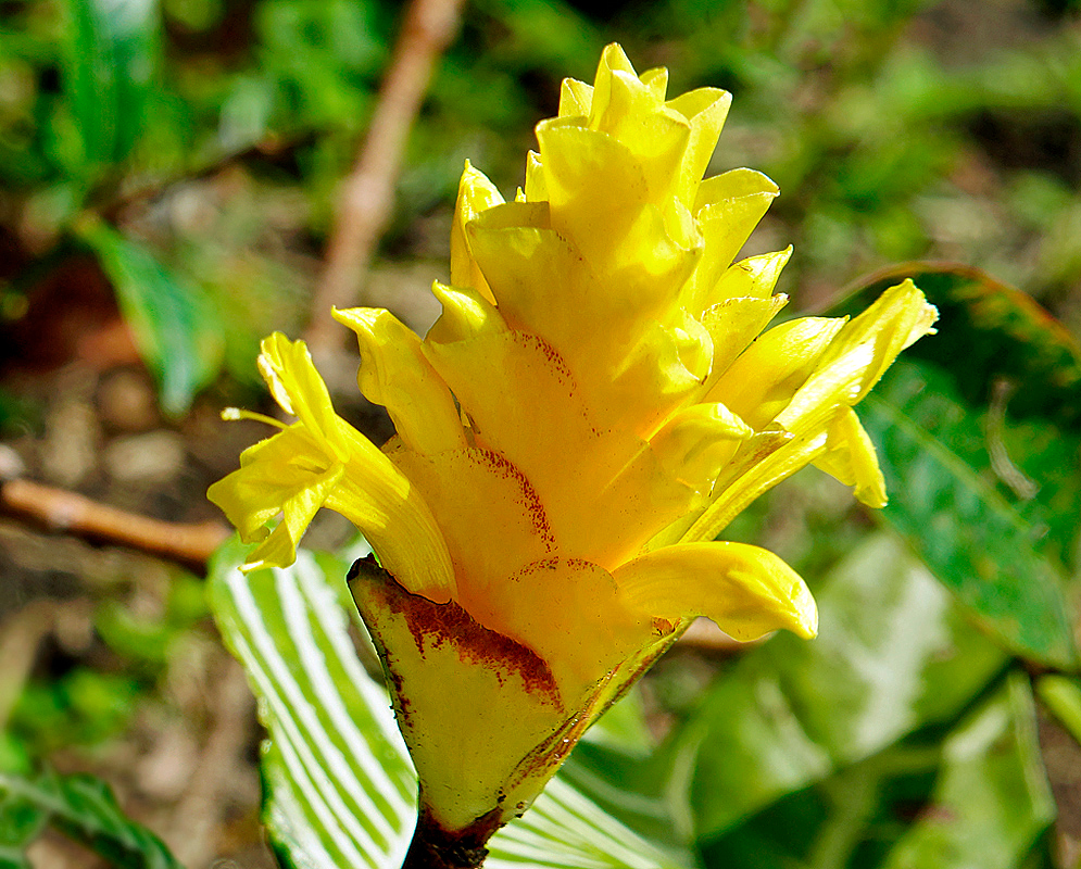 Aphelandra squarrosa yellow inflorescence and flower in sunlight