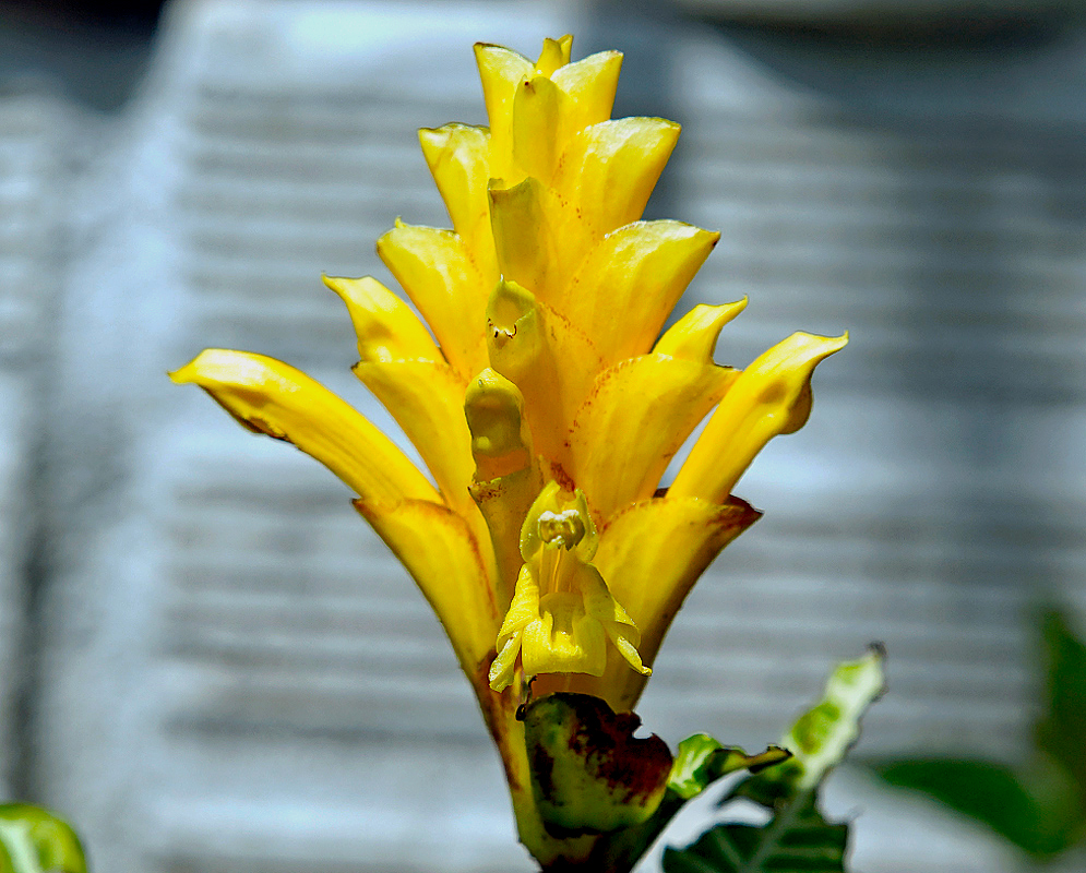 Aphelandra squarrosa yellow inflorescence in sunlight
