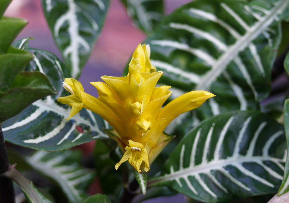 A spike of yellow Aphelandra squarrosa flowers