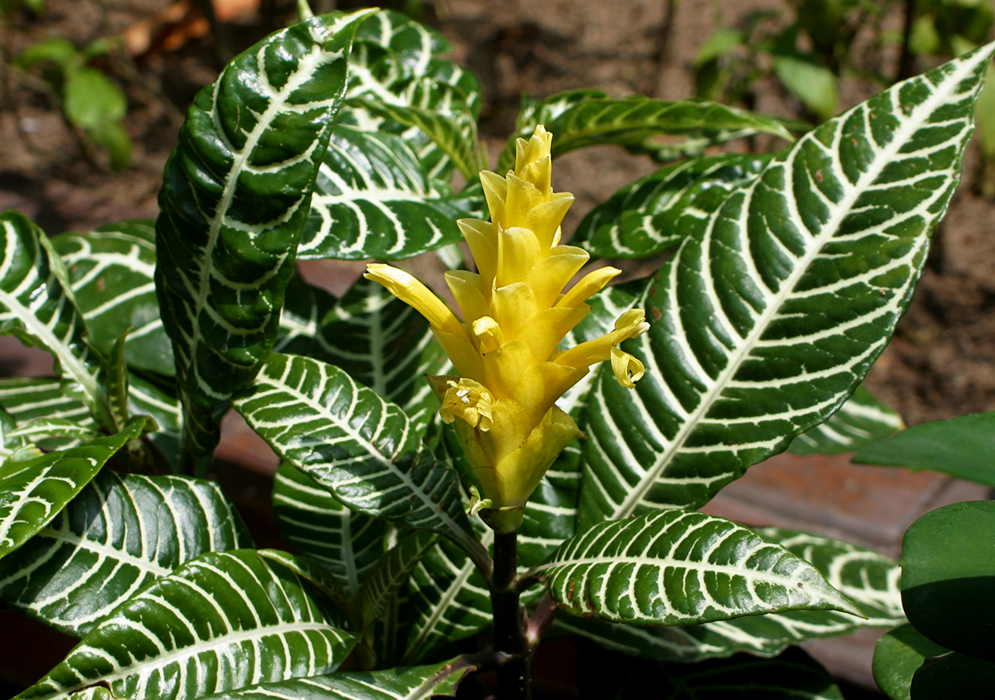 Dark green Aphelandra squarrosa leaves with bold white leaf veins and a yellow spike with yellow flowers
