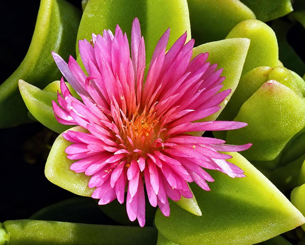 An Aptenia Red Apple flower has numerous narrow pink petals above fleshy green leaves