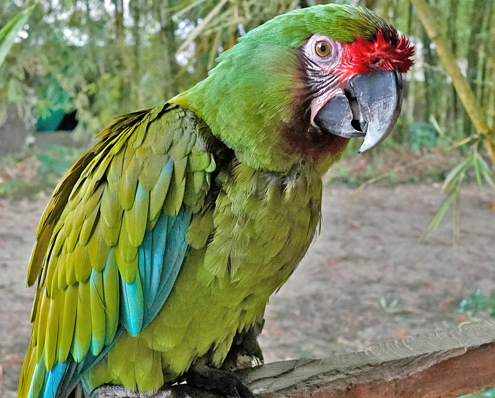 Green Ara ambiguus with a red crown and a little blue on the wings