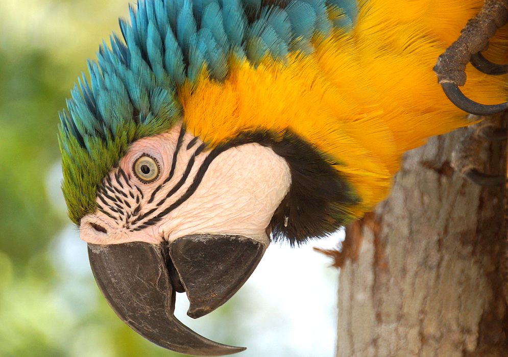 Ara ararauna head in colors of yellow, blue, green, white and black
