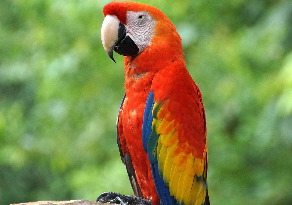 An Ara macao with red, yellow and blue feathers and white around the eye perched on a bird feeder