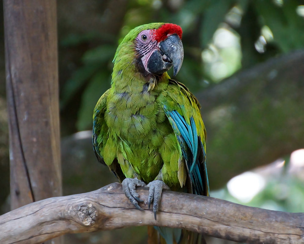 A green Ara militaris with blue wings and a red forehead 