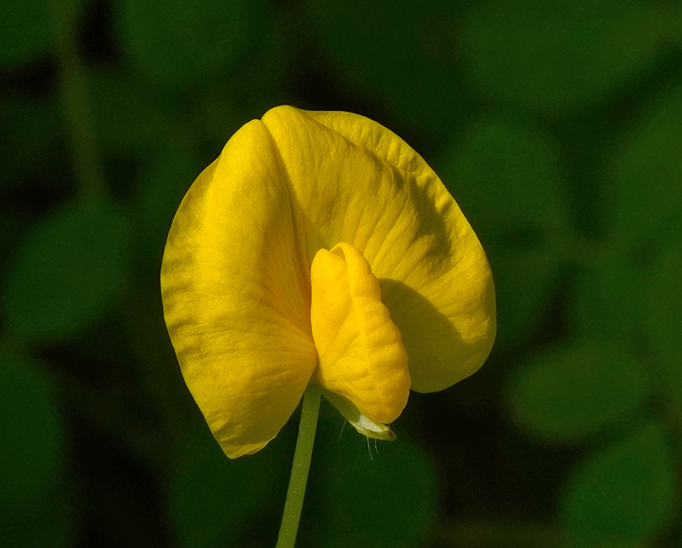 Close-up of an Arachis glabrata flower showing its bright yellow, asymmetrical petals against a dark green blurred background