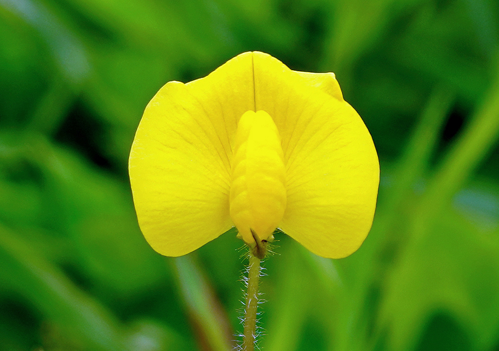 A yellow Arachis pintoi flower on a hairy stem