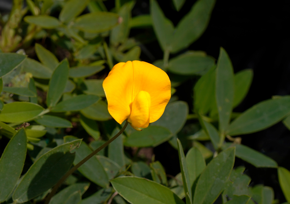 Arachis pintoi yellow flower under strong sunlight