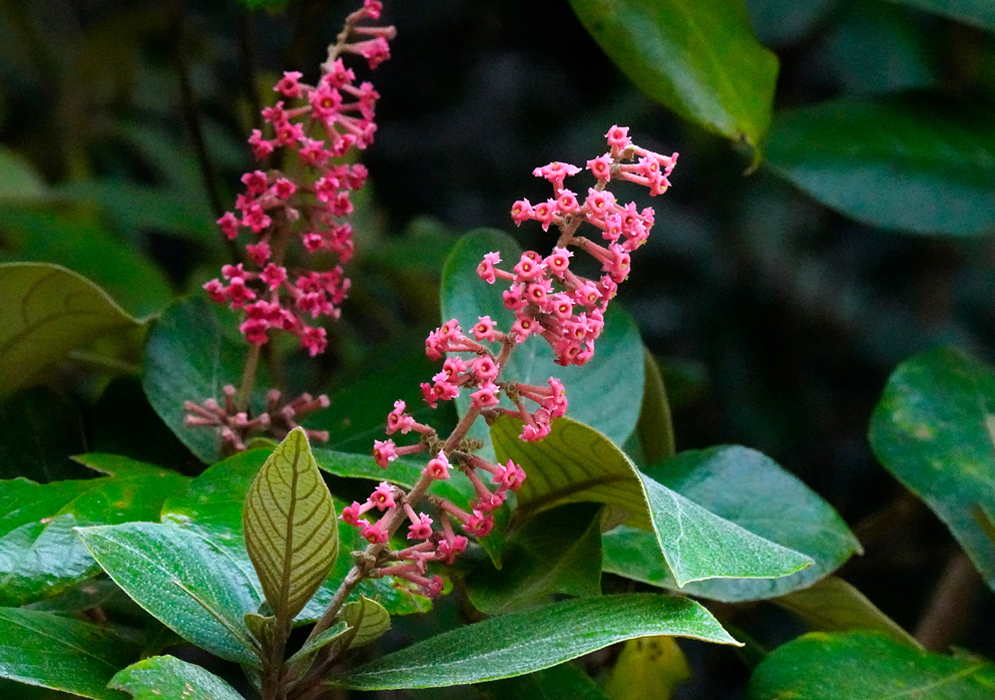 Cluster of small pink tubular flowers of Arachnothryx buddleioides emerging from green foliage in a natural forest setting