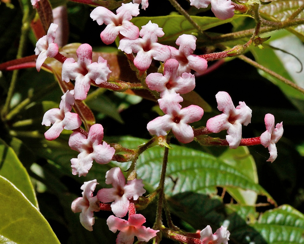 Multiple small pink four-petaled flowers with dark centers growing in a cluster on reddish fuzzy stems
