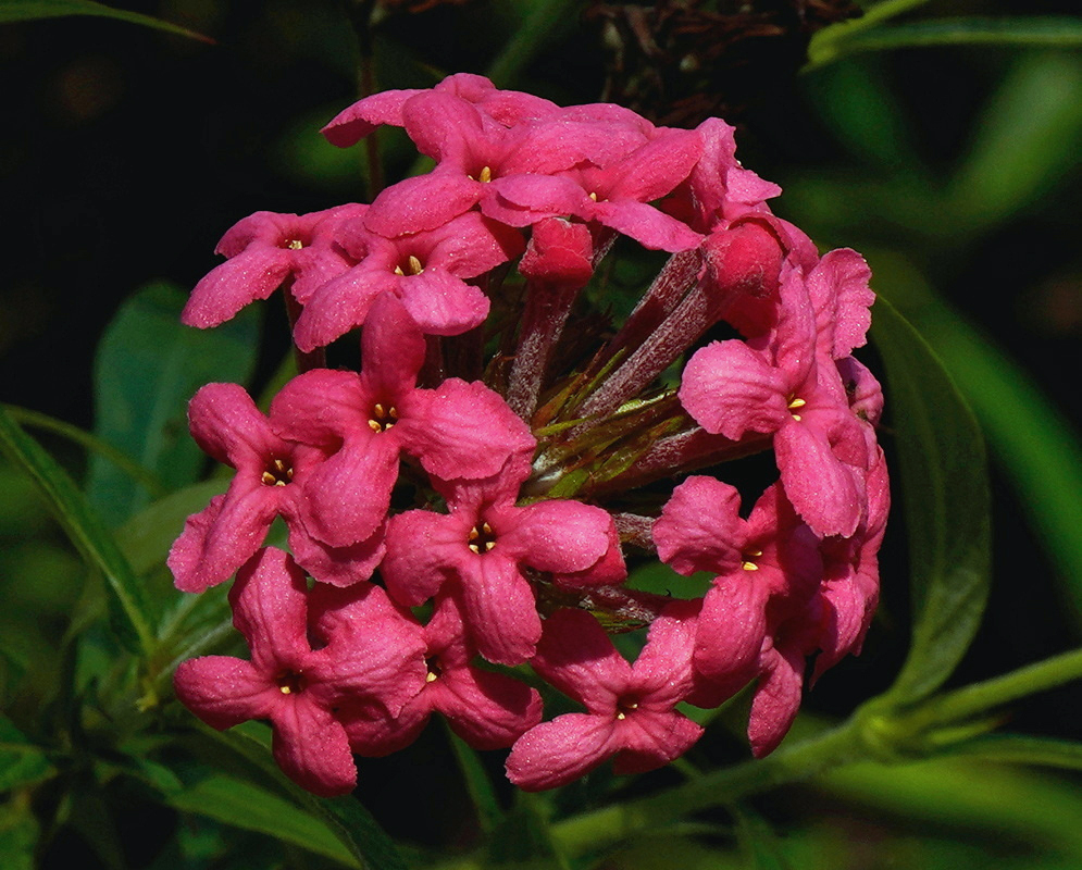 Arachnothryx leucophylla Rounded Pink Flower Cluster Arachnothryx leucophylla bears a rounded pink flower cluster surrounded by narrow buds