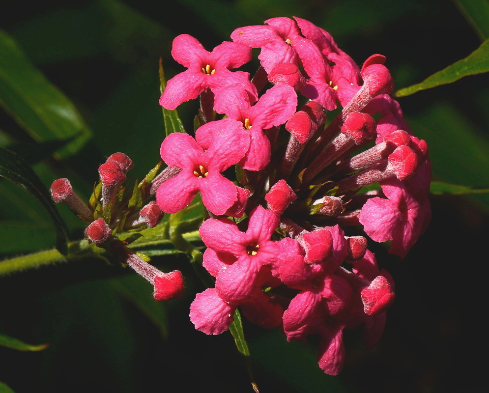 Arachnothryx leucophylla Vivid Pink Tubular Flowers Arachnothryx leucophylla has vivid pink tubular flowers with rounded lobes and dark throats