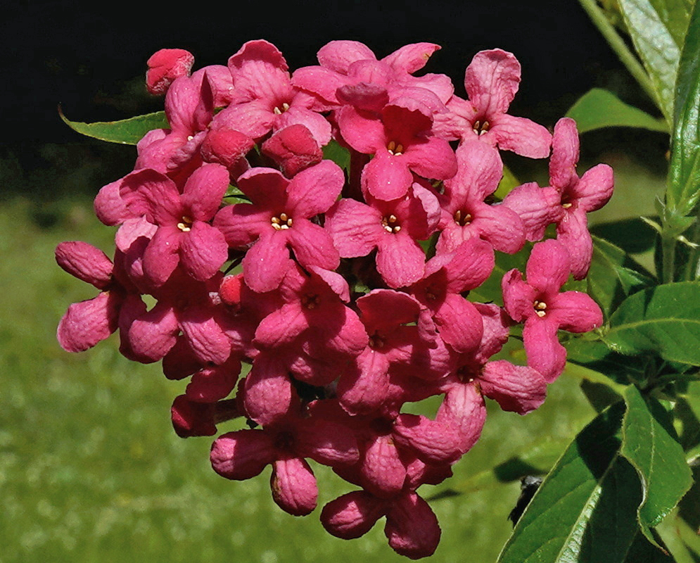 Arachnothryx leucophylla Broad Pink Flower Cluster Arachnothryx leucophylla carries a broad pink flower cluster above pointed green leaves