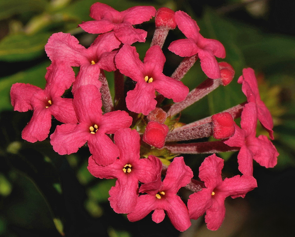 Arachnothryx leucophylla Pink Flowers and Elongated Buds Arachnothryx leucophylla has bright pink flowers and elongated buds on reddish stems