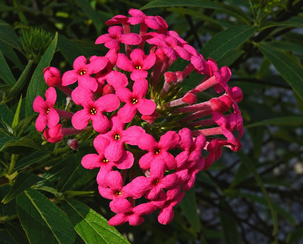 Arachnothryx leucophylla Shaded Deep Pink Flower Cluster Arachnothryx leucophylla bears a shaded rounded cluster of deep pink flowers