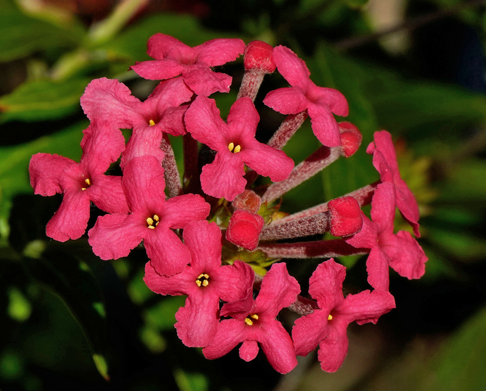 Arachnothryx leucophylla Pink Flower Cluster Description: Close-up of Arachnothryx leucophylla showing a cluster of deep pink tubular flowers with yellow centers against green foliage