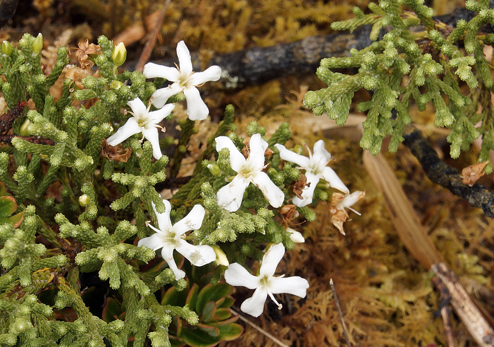A small Aragoa bush with white flowers of four and five petals