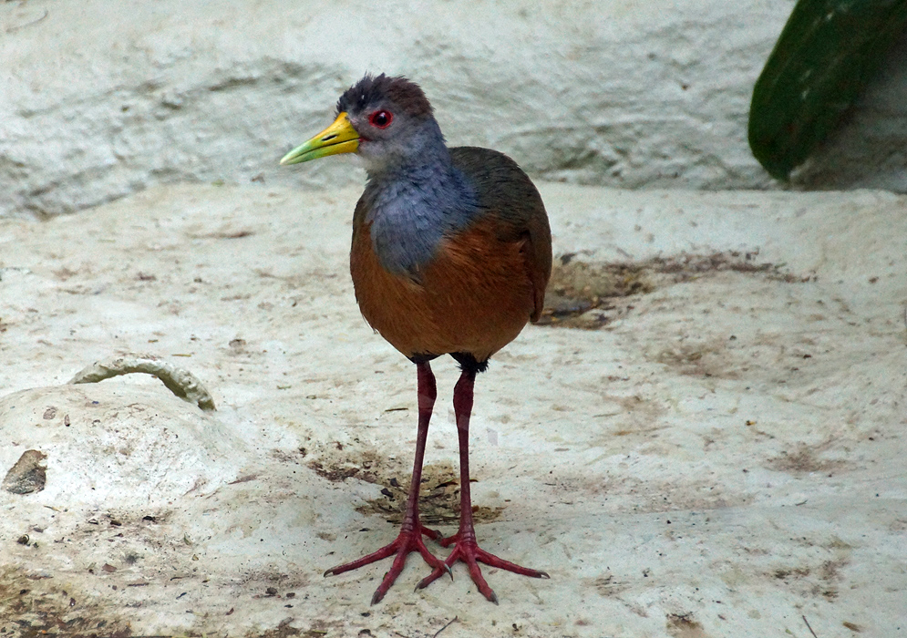 A standing Aramides cajaneus with a green and yellow beak and a blue neck and chestnut breast