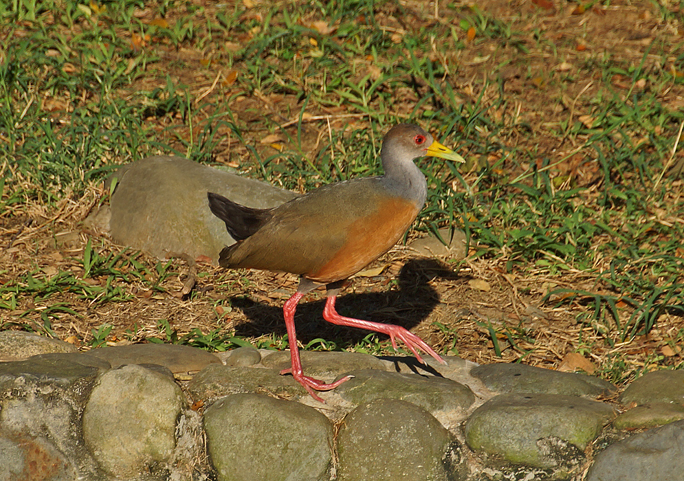 Grey and brown Aramides cajaneus with pink legs