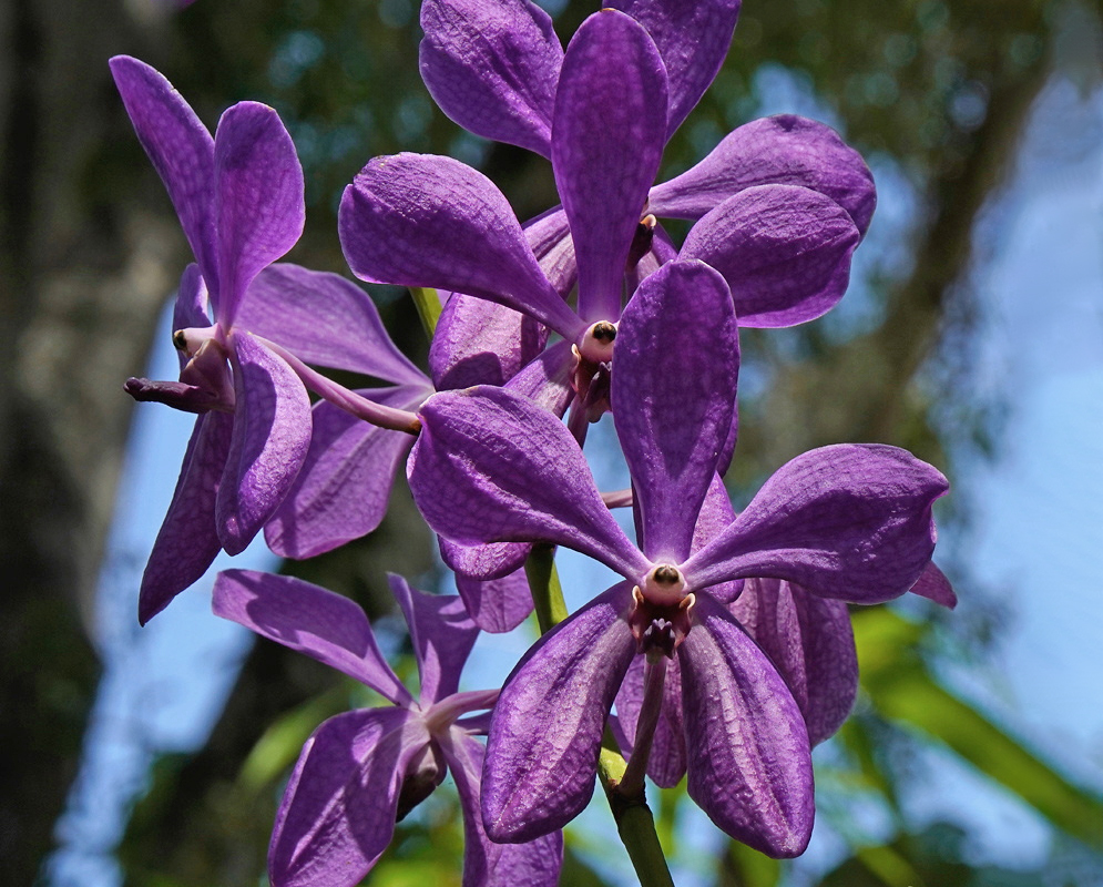 Aranda Noorah Alsagoff Purple Orchid Flowers Aranda Noorah Alsagoff has several purple orchid flowers with broad rounded segments on an upright stem