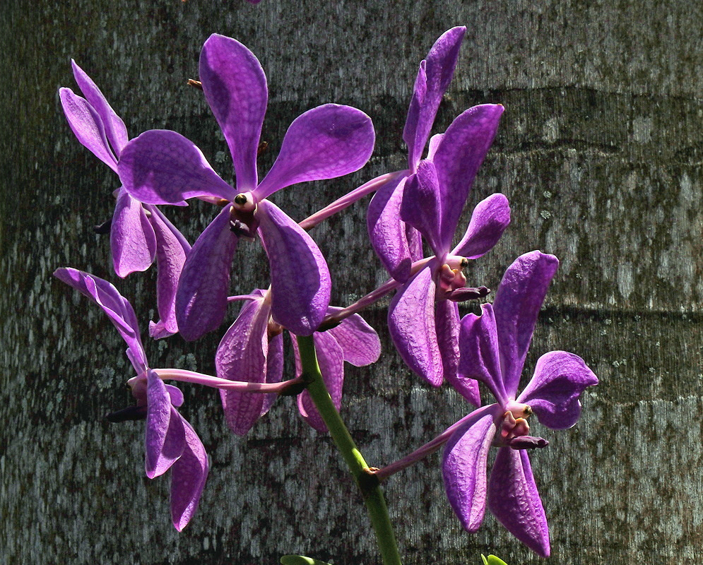 Aranda Noorah Alsagoff Purple Flower Cluster Aranda Noorah Alsagoff has an airy cluster of purple flowers beside a tree trunk