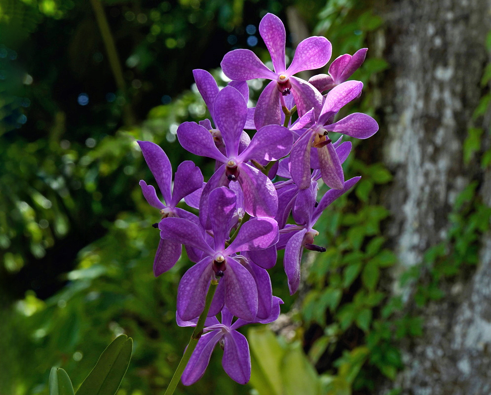 Aranda Noorah Alsagoff Purple Flower Spike Aranda Noorah Alsagoff has a tall flowering spike of purple orchid blooms among green foliage