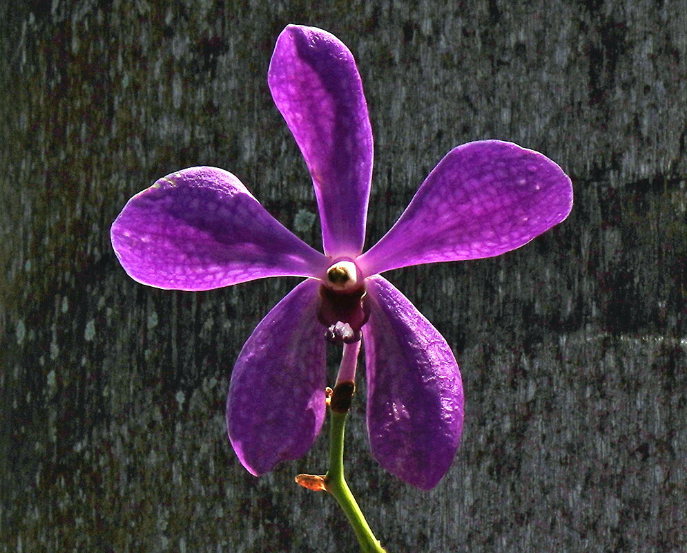 Aranda Noorah Alsagoff Single Purple Flower Aranda Noorah Alsagoff has a single purple flower with finely speckled petals and a small central lip
