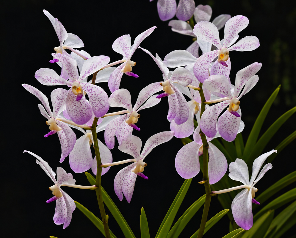 Aranda Prapin bears a branching cluster of pale lavender flowers with purple lips