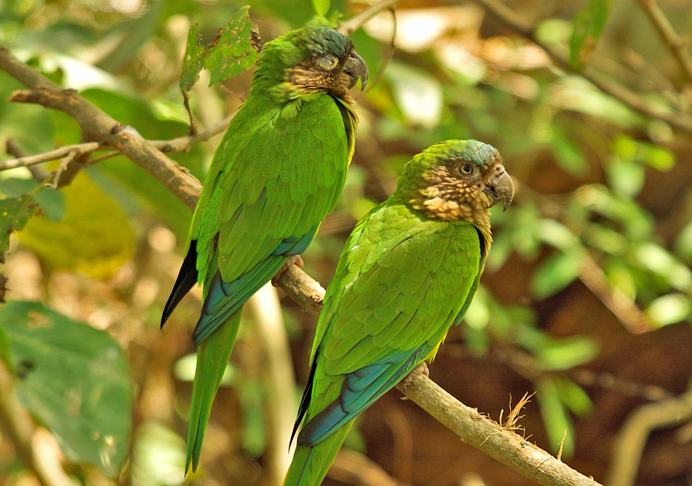 Two brown-throated parakeets on a tree branch one with its eyes closed
