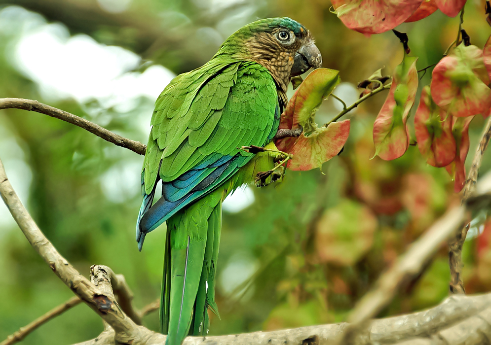 A Aratinga pertinaz parrot making a meal of a Pterocarpus acapulcensis seed pod hanging on a tree