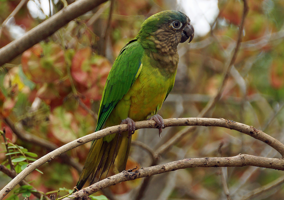 An Aratinga pertinax perched on a tree with yellow-green breast and green wings