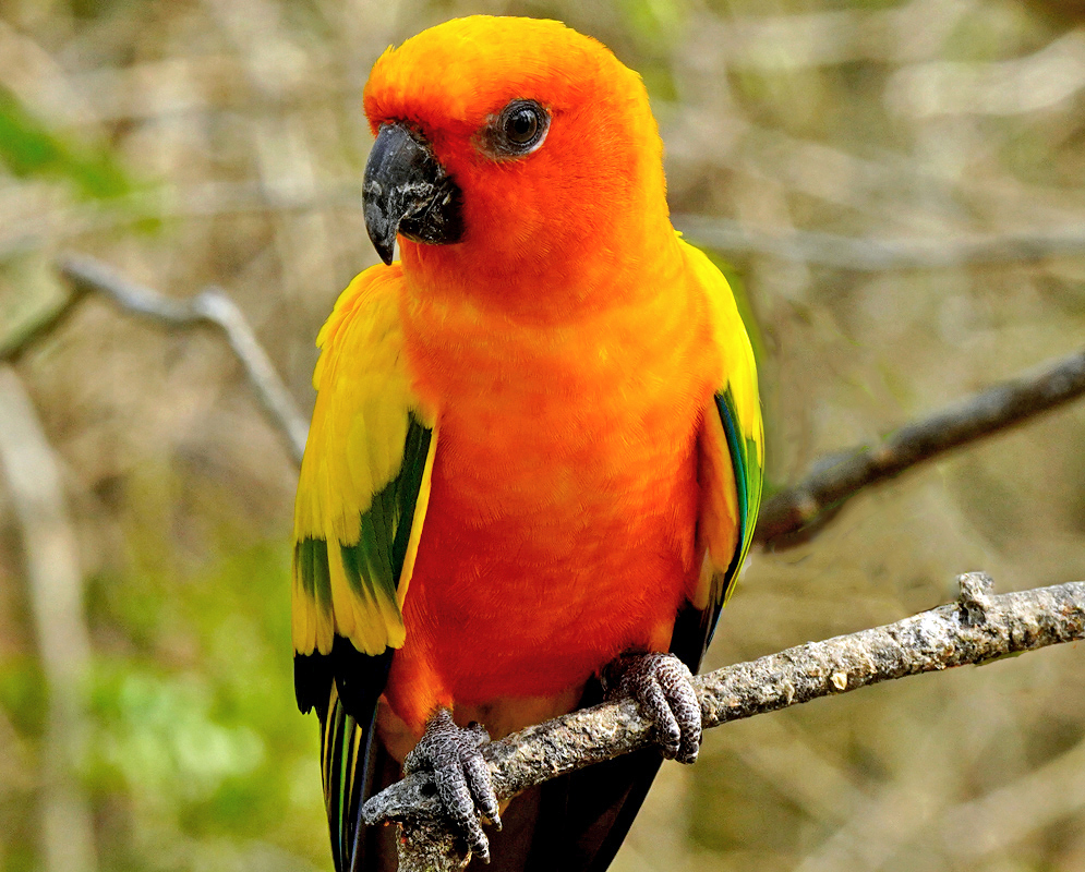 Aratinga solstitialis Displaying Orange-breasted parrot with vivid plumage sitting on a branch