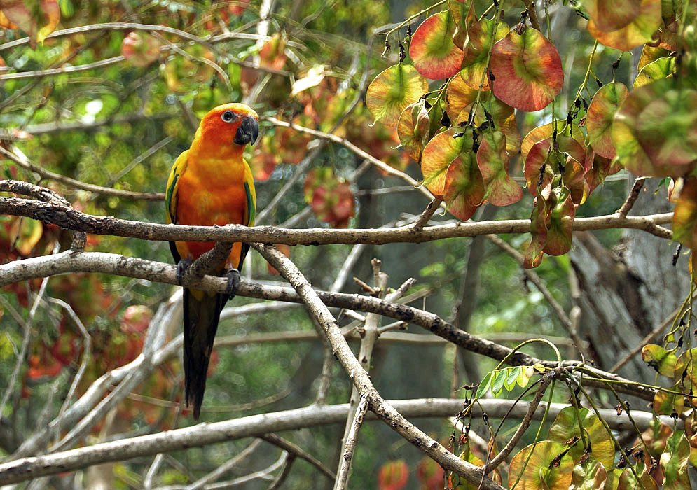 A Sun Conure preched on a branch next to reddish yellow and green Pterocarpus acapulcensis seed pods