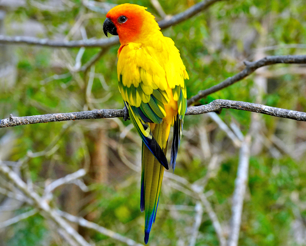 Aratinga solstitialis Bright yellow parrot with orange head and green wings perched on a branch