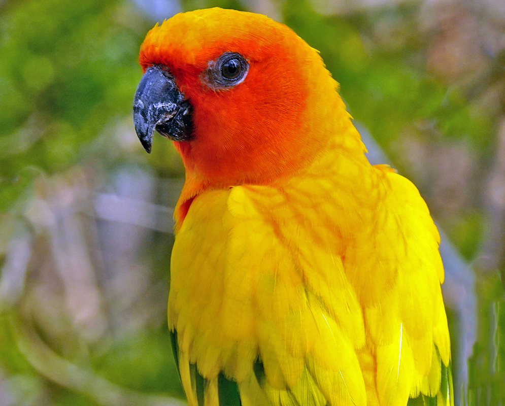 Aratinga solstitialis Perched Colorful parrot with vivid orange face and yellow plumage looking sideways