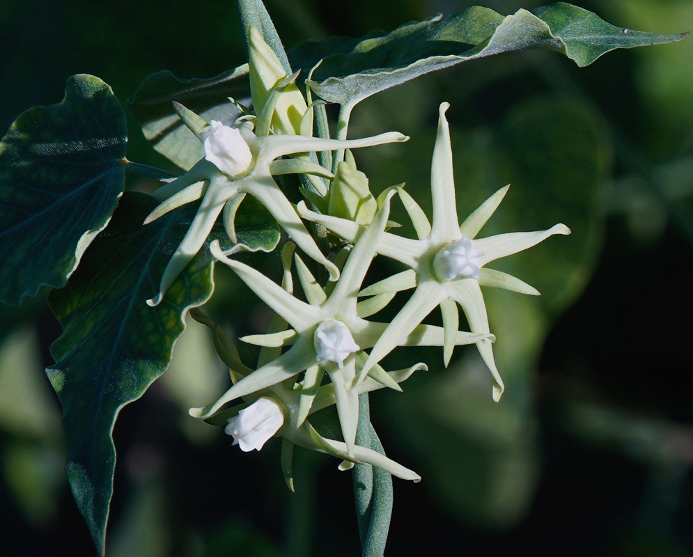 Araujia odorata bears cream-colored star-shaped flowers with prominent pale crowns beside dark arrow-shaped leaves