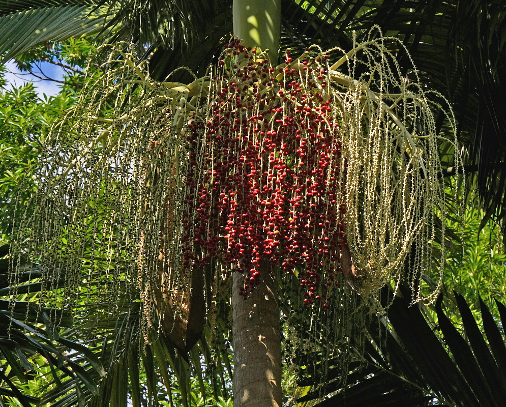 Archontophoenix alexandrae has long hanging branched clusters of red fruits below its crown of feather-like fronds