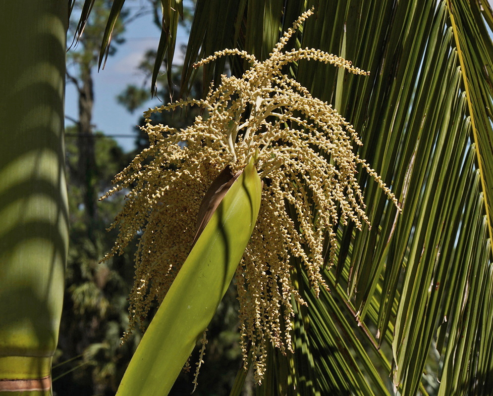 Archontophoenix cunninghamiana Drooping Cream Palm Inflorescence Archontophoenix cunninghamiana carries a large drooping branched cream inflorescence beneath green palm leaves