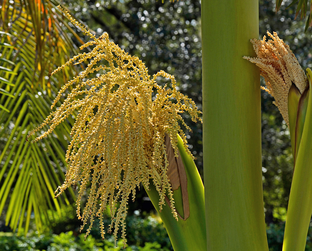 Archontophoenix cunninghamiana Flowering Palm Cream-colored flower spikes emerging from the trunk of an Archontophoenix cunninghamiana palm surrounded by green fronds