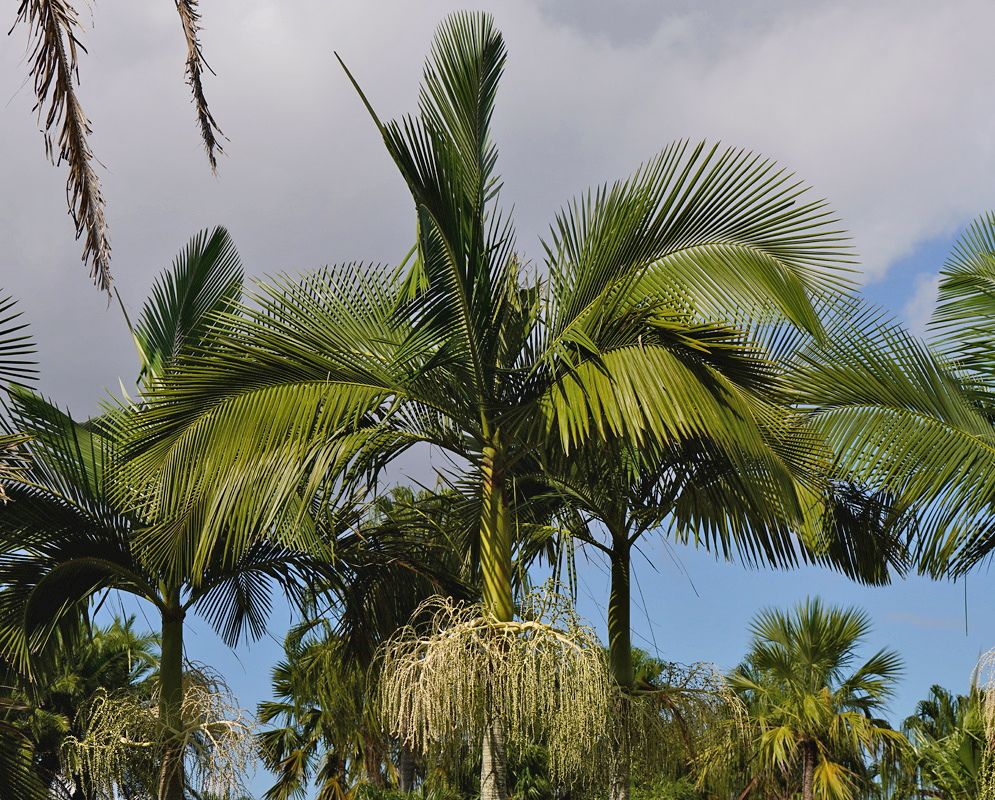 An Archontophoenix myolensis palm carries arching feather-like leaves above hanging branched inflorescences